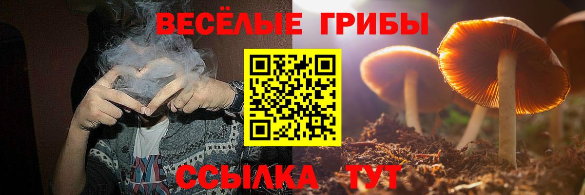 Псилоцибиновые грибы Psilocybe Киселёвск